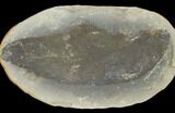 Fossil Fern (Macroneuropteris) Pos/Neg - Mazon Creek #121174-1